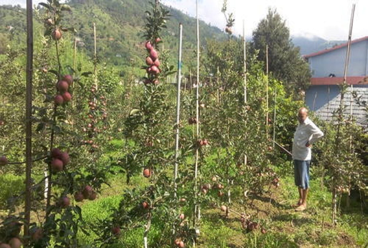 Eight thousands dried plant of apple imported from Italy Planting in government form