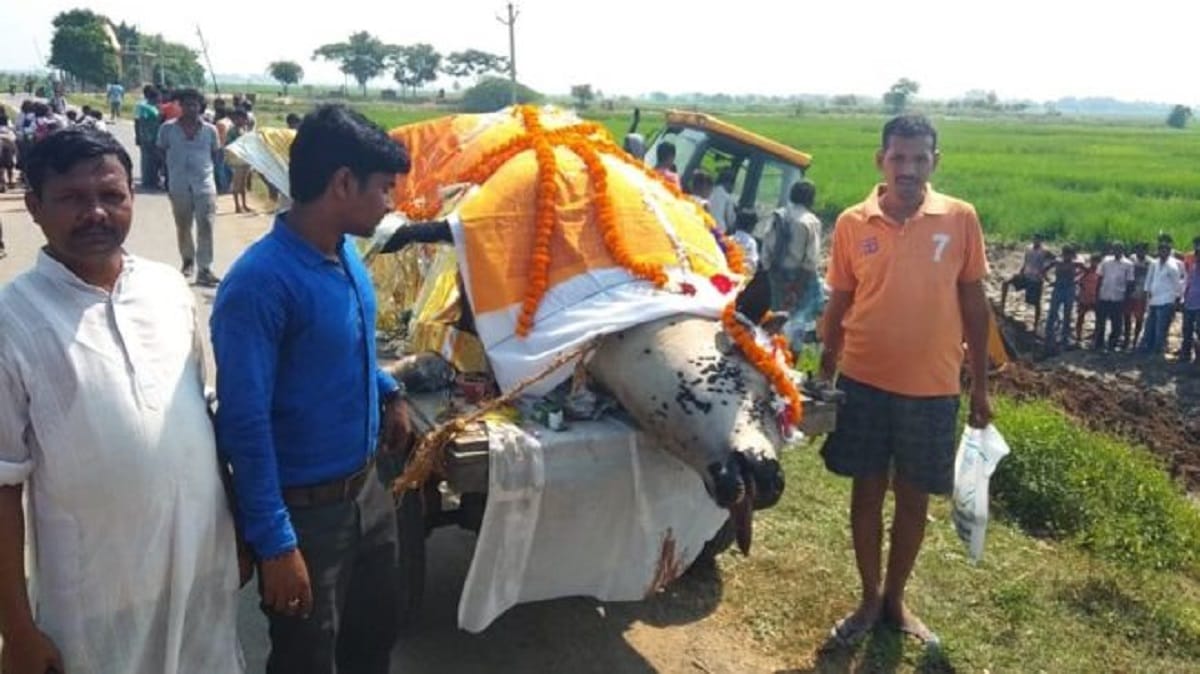 funeral ceremony of Bull occured at Bihar's Gaya