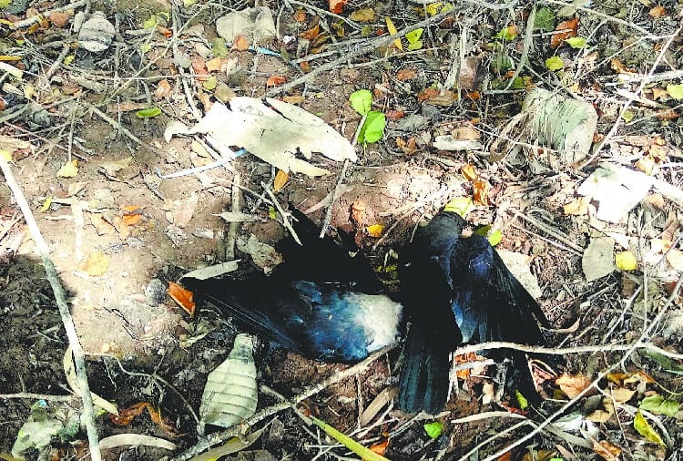 Suddenly 3 dozen Crows died in Punjab