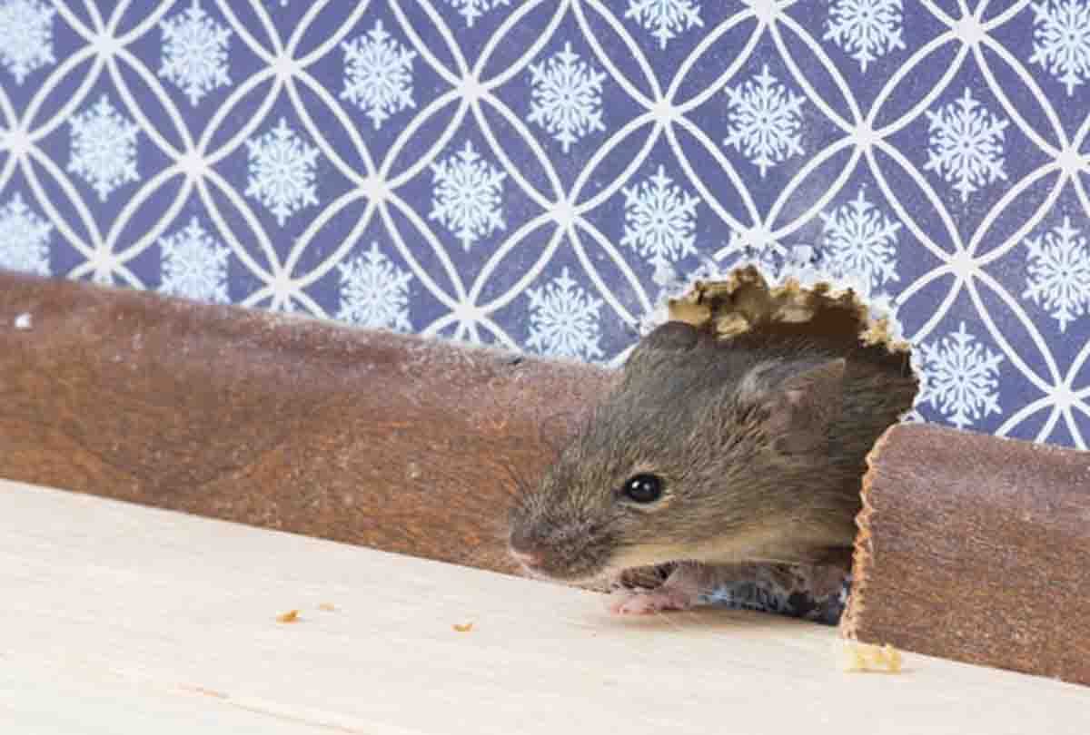 Doctors raised funds to capture rats in OT of hallet hospital