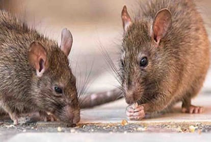 Doctors raised funds to capture rats in OT of hallet hospital