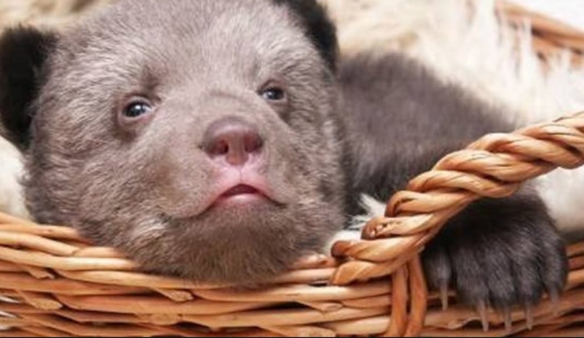 Pet owner is shocked to find out the cute puppies he bought is not actully dog