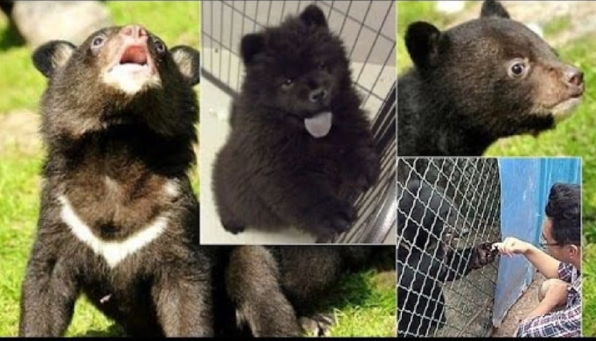 Pet owner is shocked to find out the cute puppies he bought is not actully dog