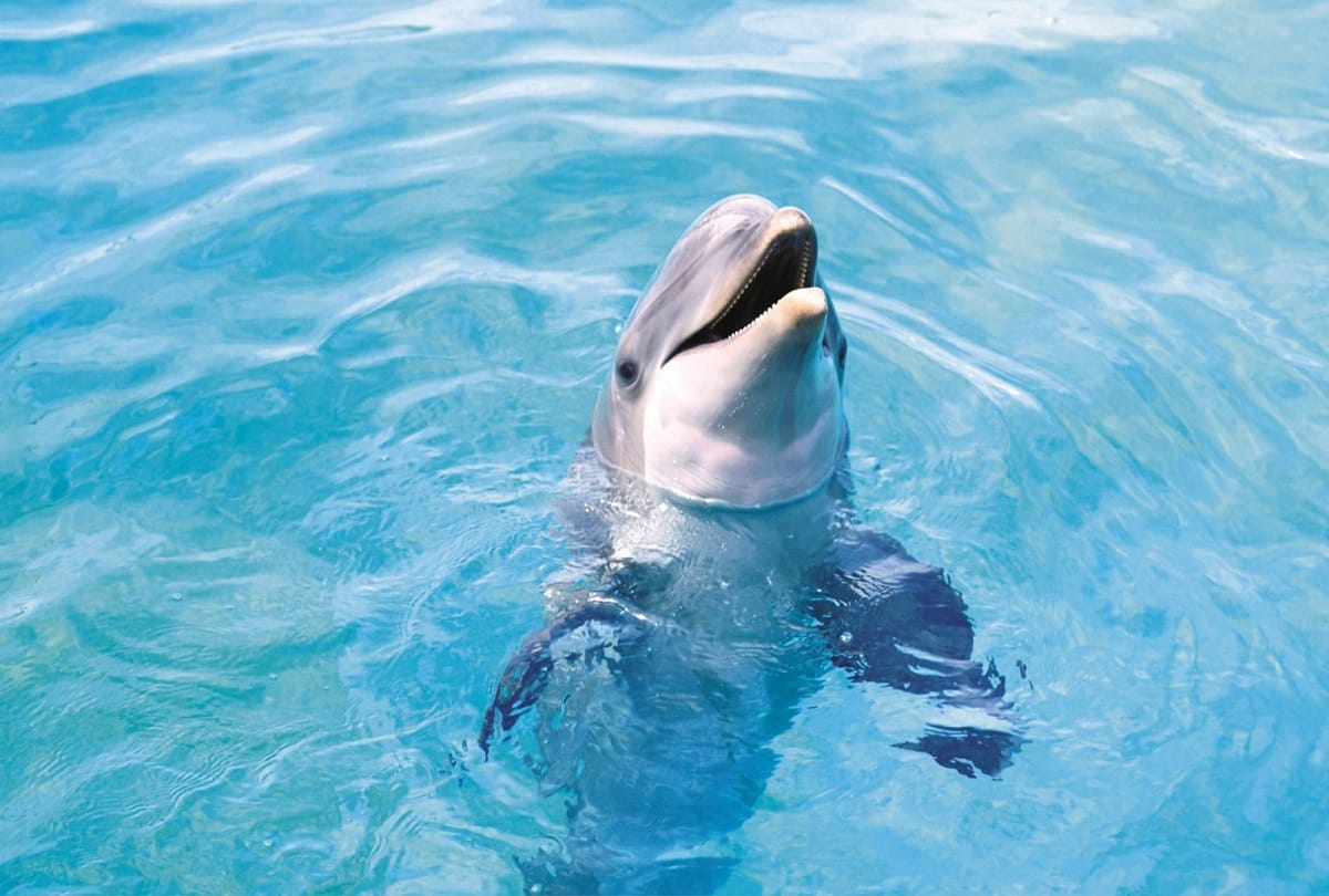 Dolphin census figures will come today in meerut number is expected to increase
