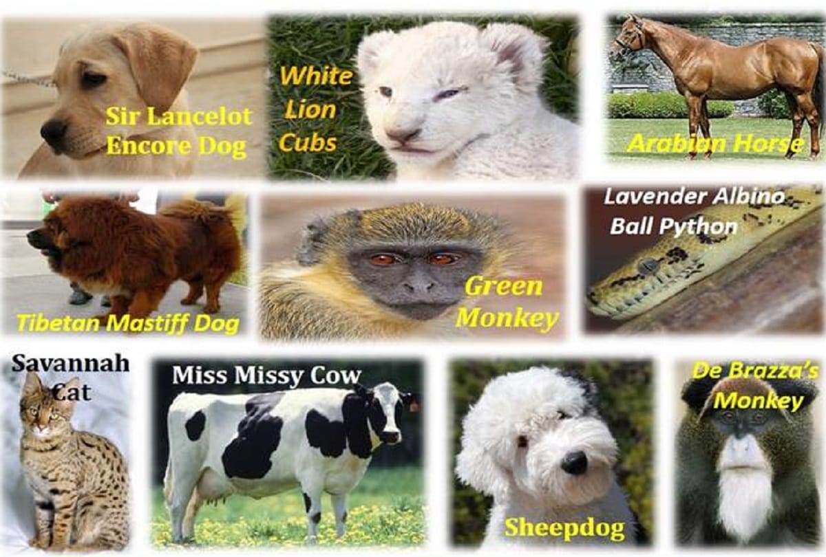 These are the world's most expensive animals