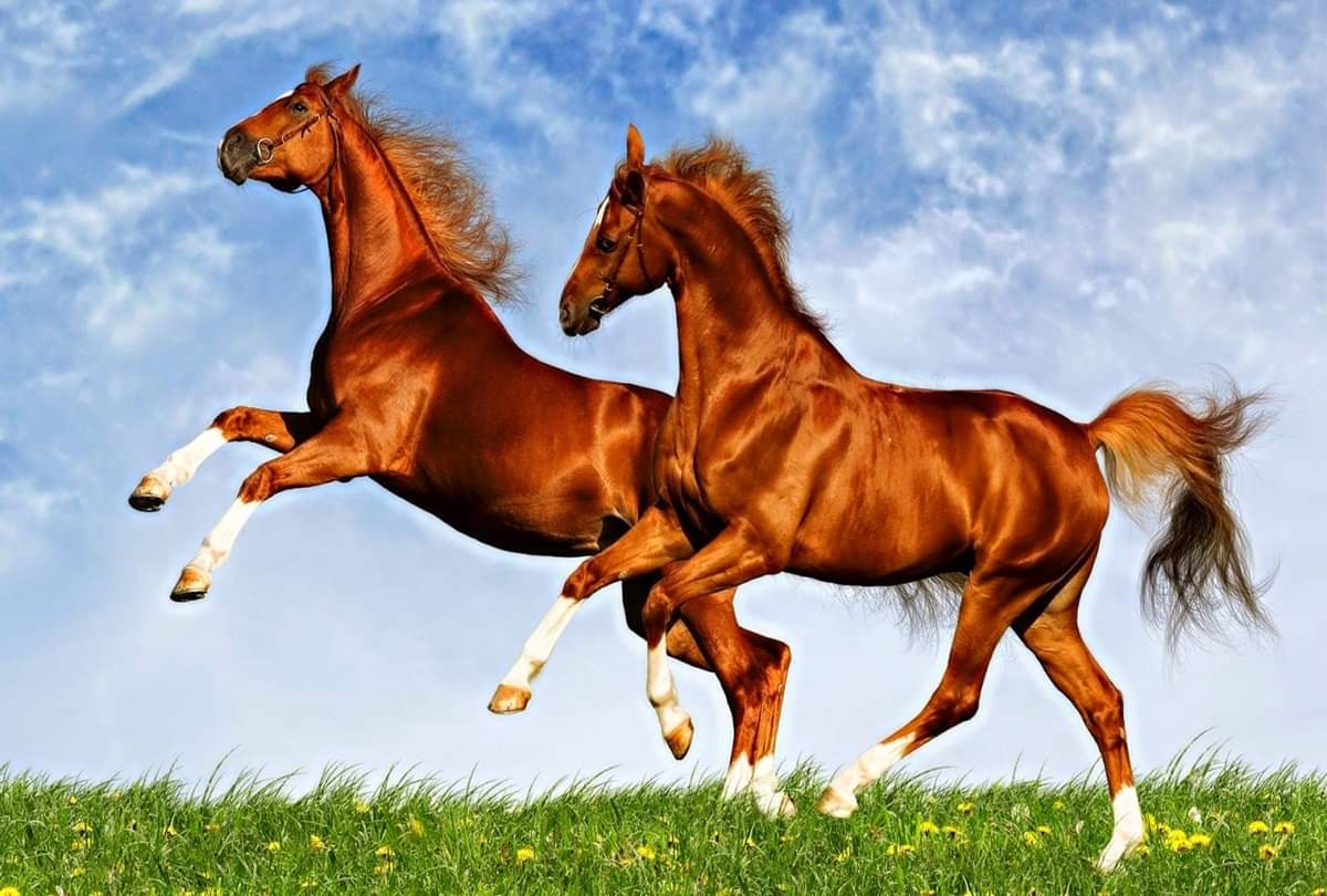 feng shui tips keep 10 items of feng shui at your home