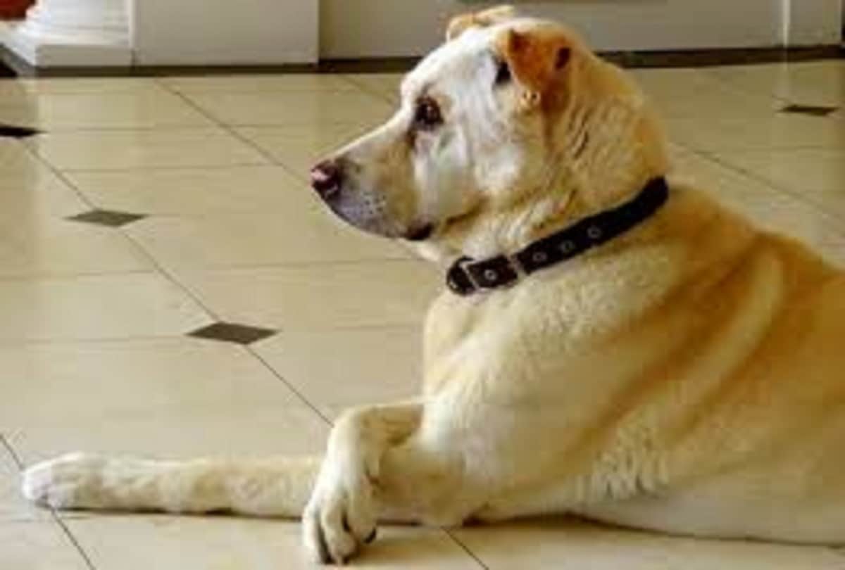 Dogs of Britain is under training for detecting disease