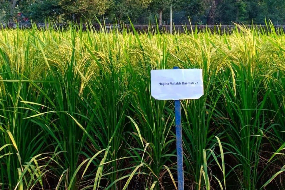Basmati rice new Variety Nagina Will not be affacted by diseases