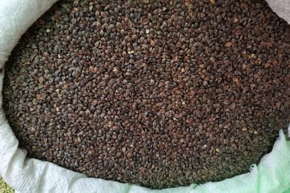 kuttu atta is used in Navratri Vrat may be poison and cause to death