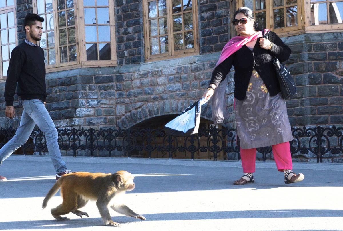 Government declared Monkeys again vermin in Shimla