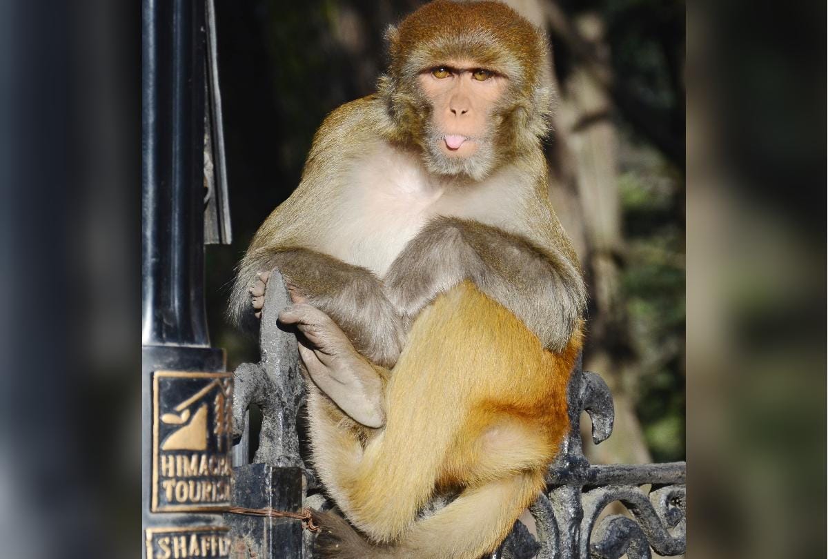 This monkey drinks water instead of petrol