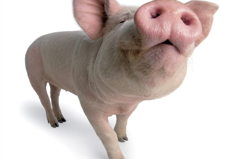 National Pig Day 2021 Know Reason To Celebrated This Special Day In Usa