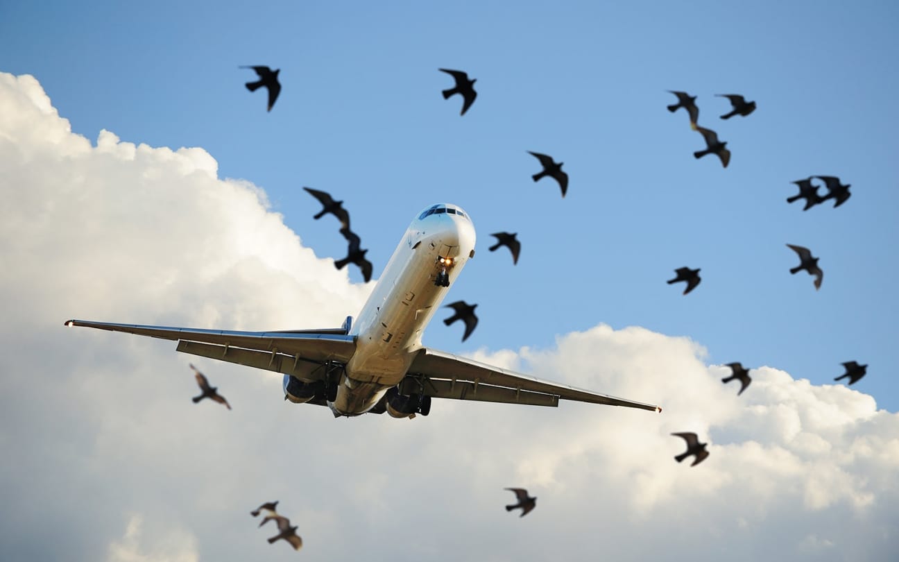 Know why most of the aeroplanes are white