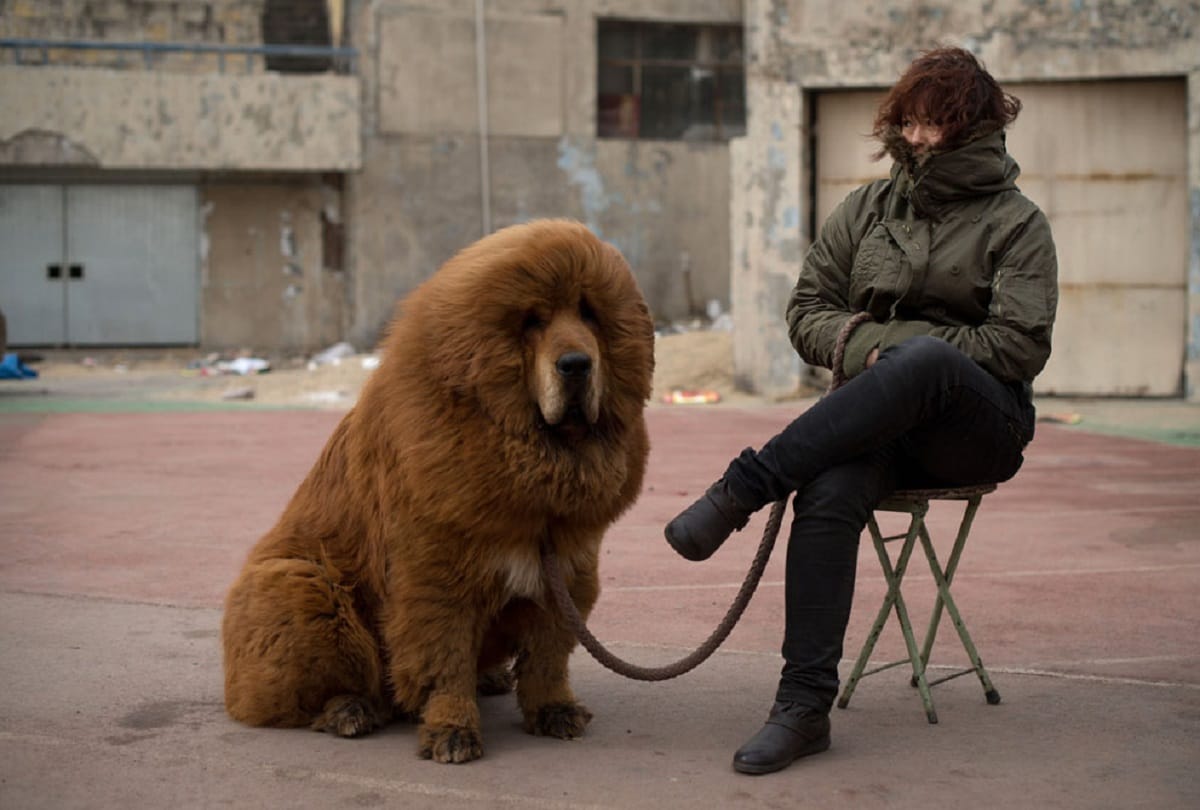 These are the world's most expensive animals