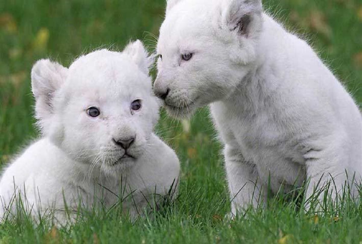 These are the world's most expensive animals