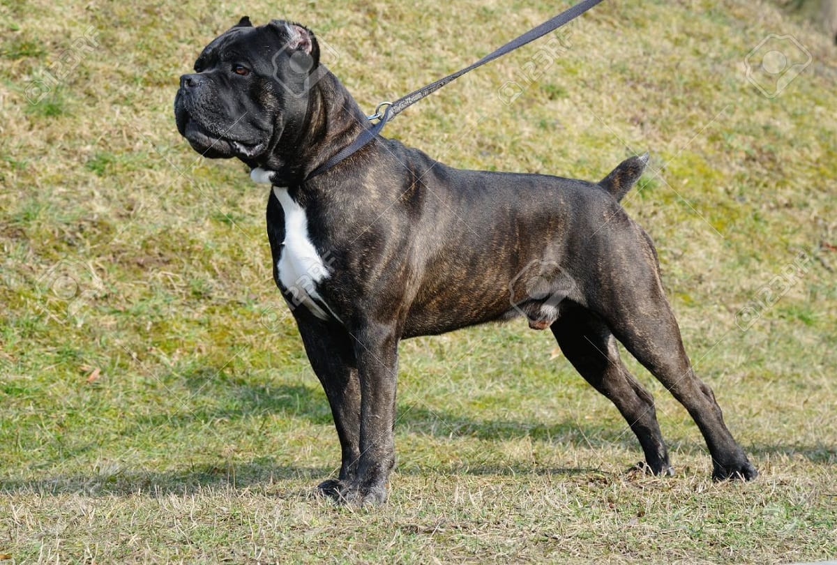anti rabies symptoms and treatment
