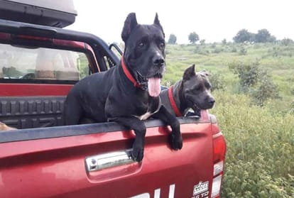 These dogs do hunt the tiger, know about that top dangerous dog