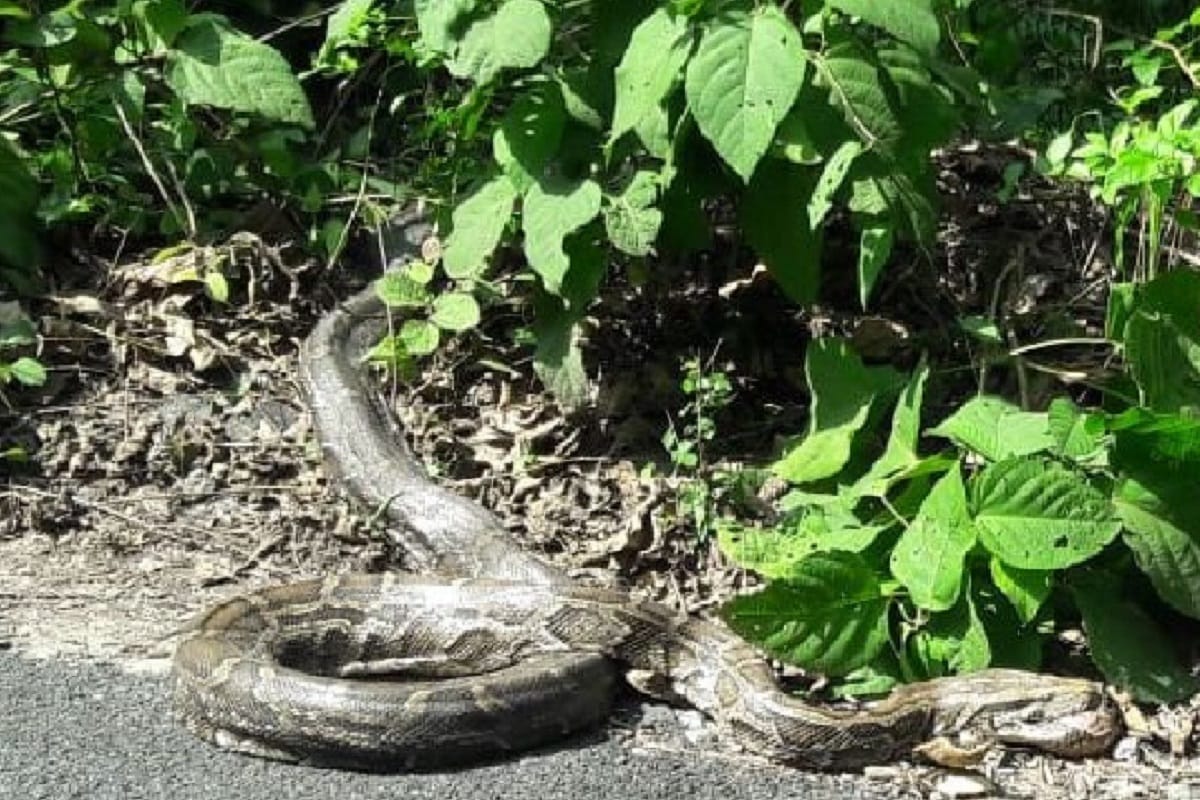 python came on road in Pilibhit, traffic jam