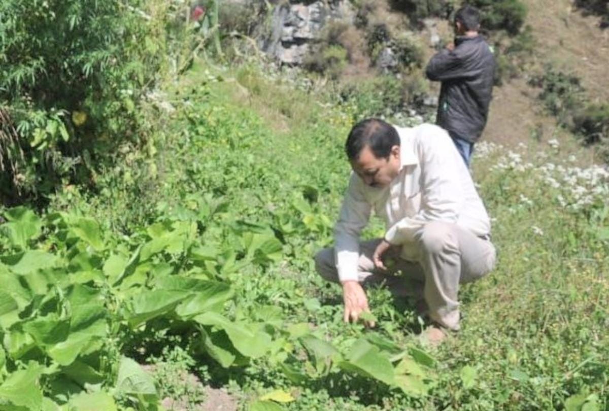 50 ancient disappearing herbs of the time of the Rishi-Muni period found in Chamba