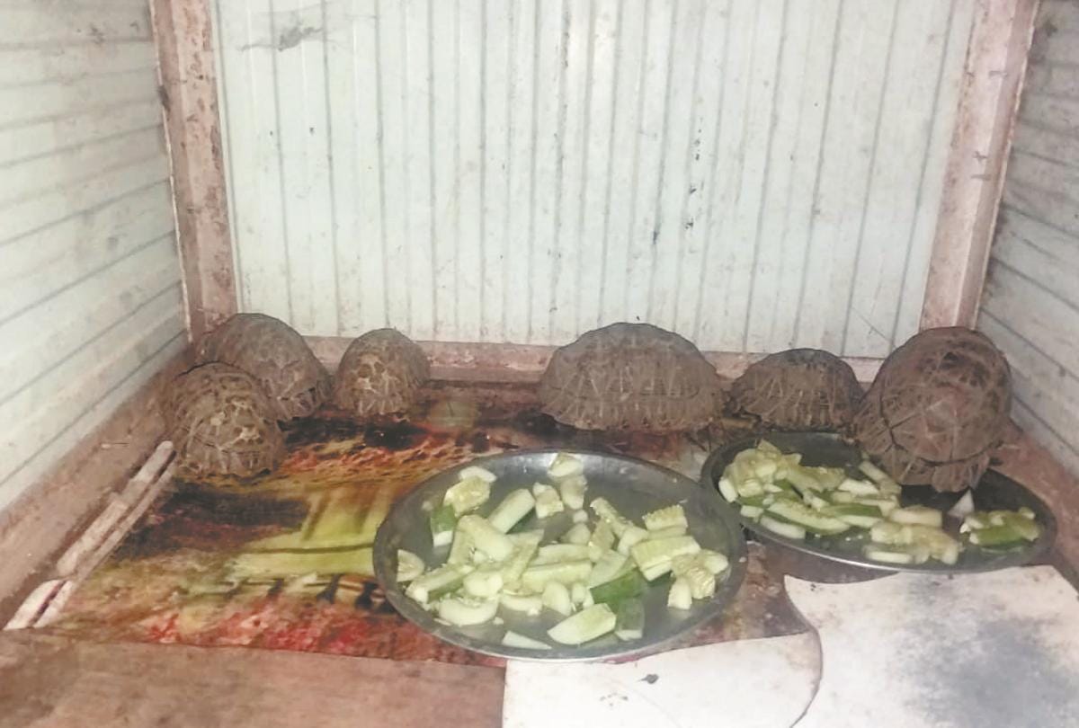 tortoise in principal residence Nauni solan himachal pradesh