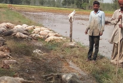 heavy losses to crops Due to rain in haryana
