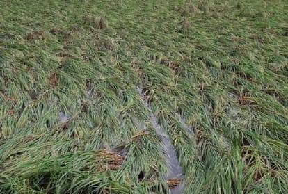heavy losses to crops Due to rain in haryana