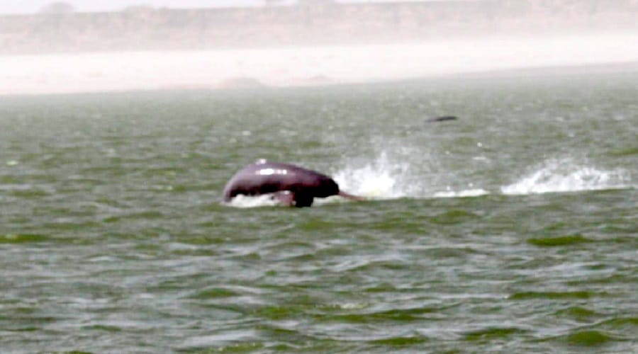 Dolphins do lobbying activities in Ganga and leave Bijnor and move towards Meerut