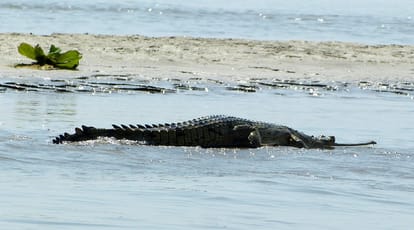 Dolphins do lobbying activities in Ganga and leave Bijnor and move towards Meerut