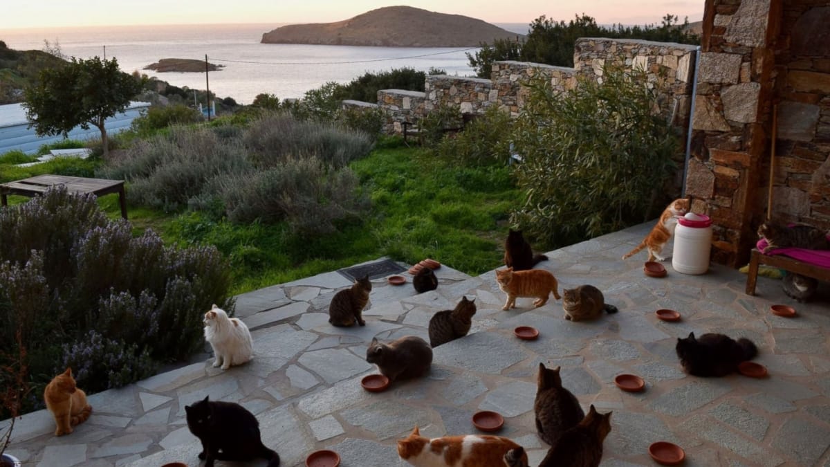 Vaccancy issued to serve food to cats, 80 people applied