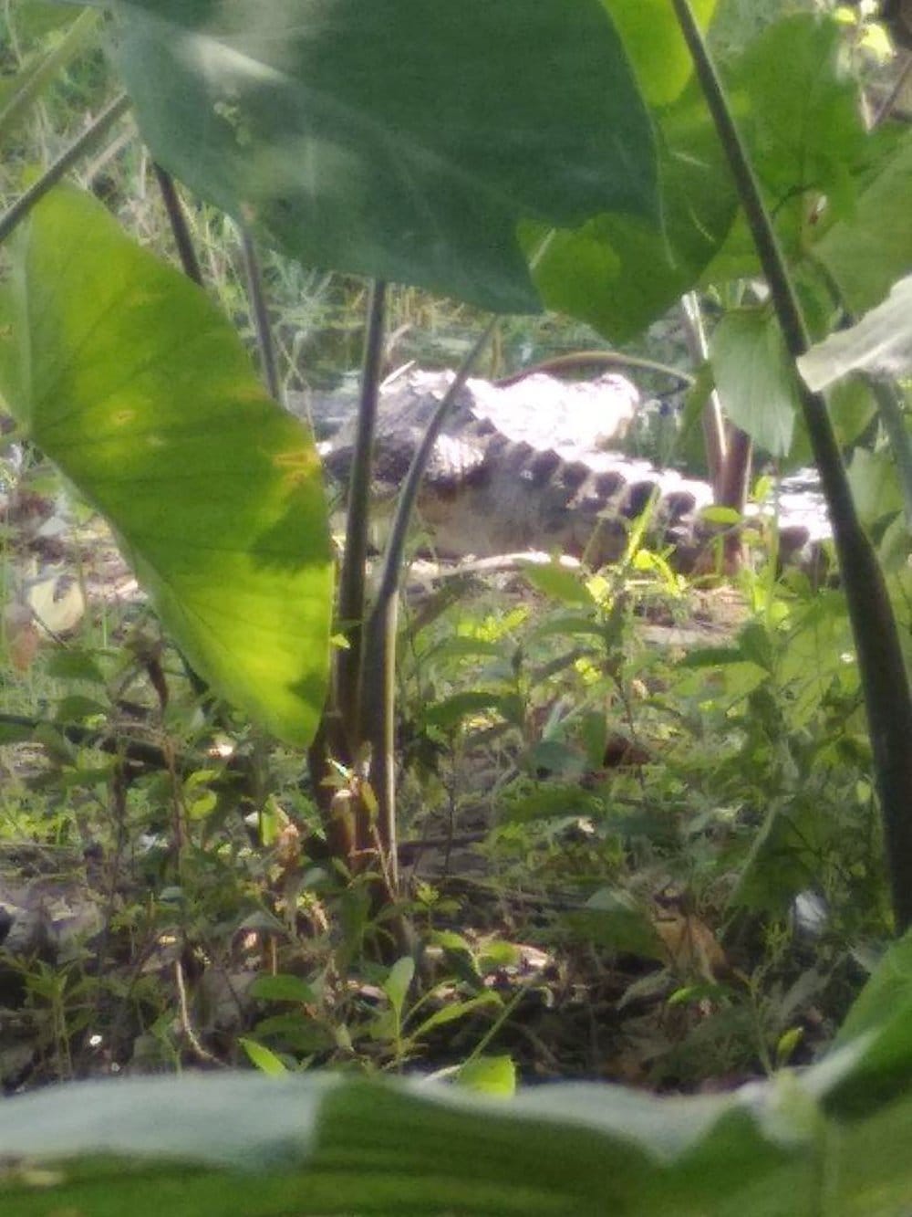Crocodile showing in pokery adjacent to the famine