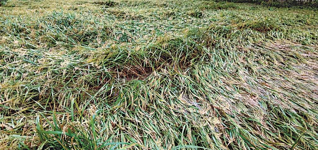 crop wither,farmers worried