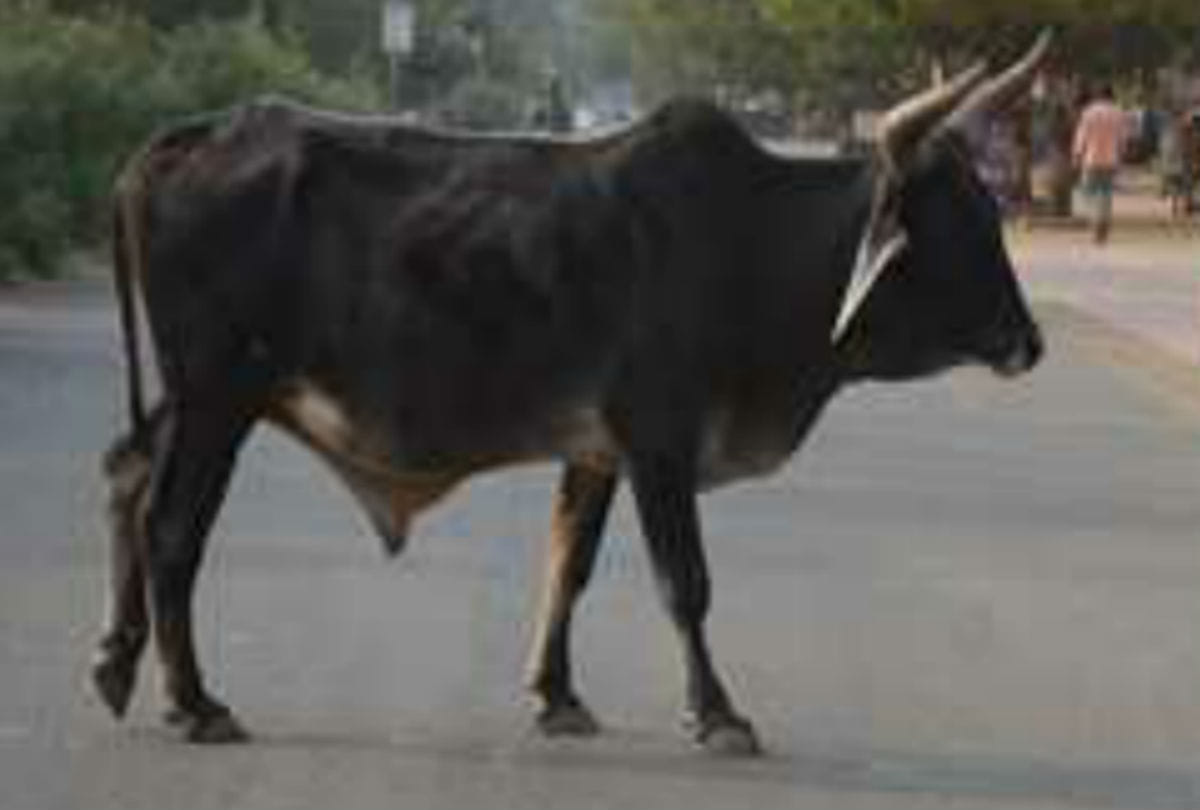 man died in bull  attacked in mainpuri