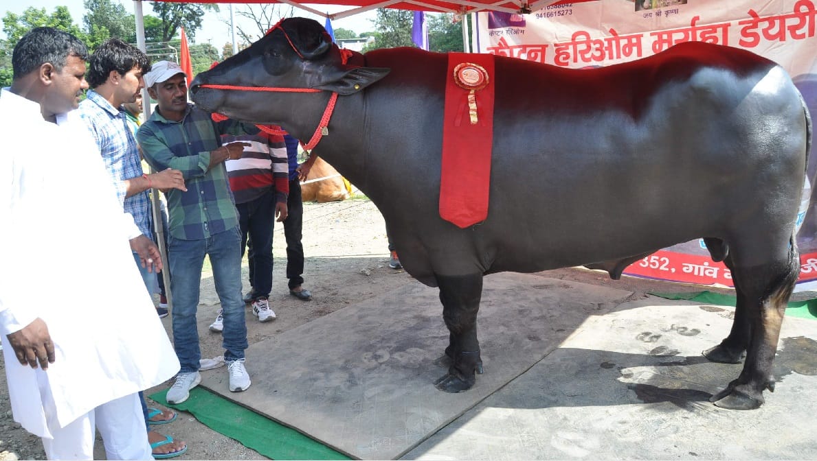 Alcohol drinker and international champion Buffalo exhibition in dehradun