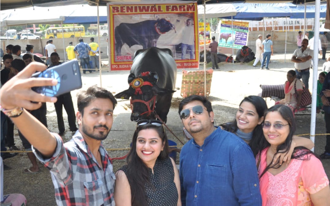 Alcohol drinker and international champion Buffalo exhibition in dehradun