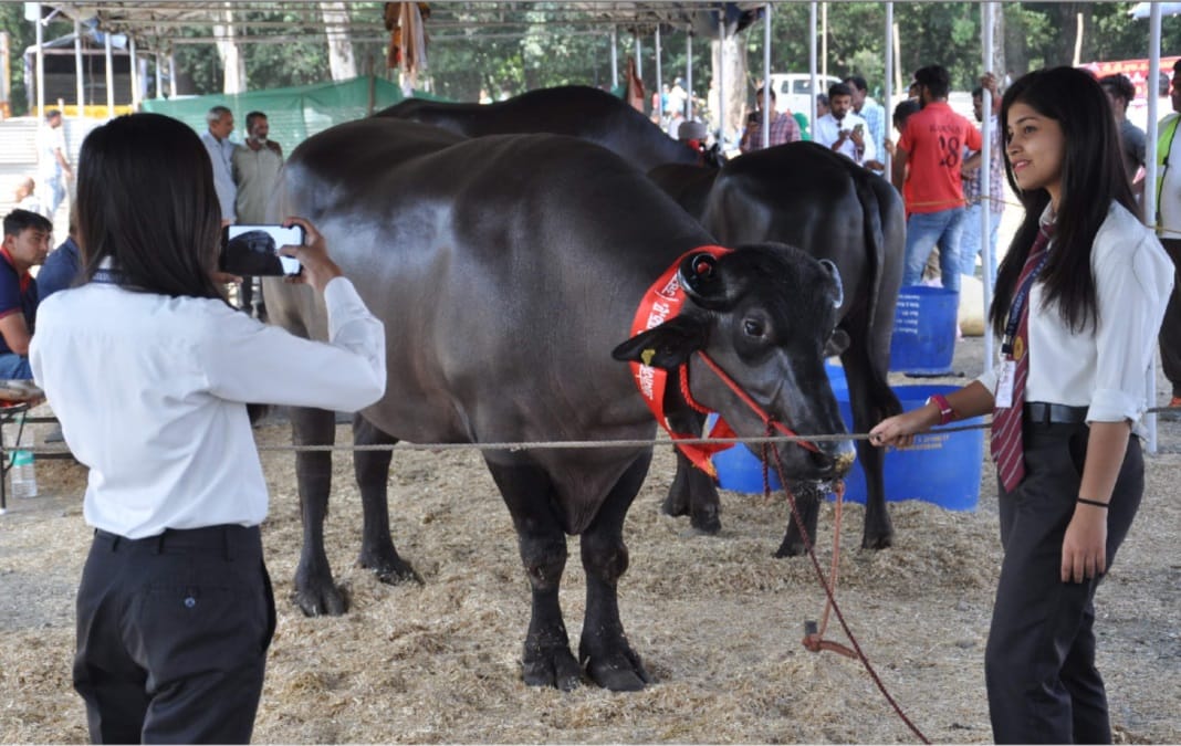 Alcohol drinker and international champion Buffalo exhibition in dehradun