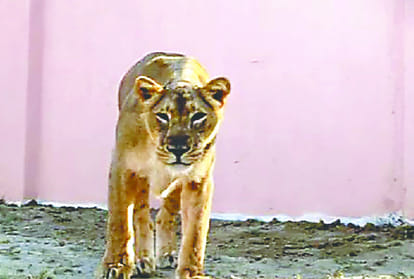 Gujarat's lions  will be treated by Lion Safari's medicine etawah