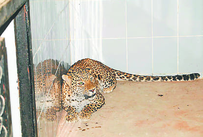 Gujarat's lions  will be treated by Lion Safari's medicine etawah