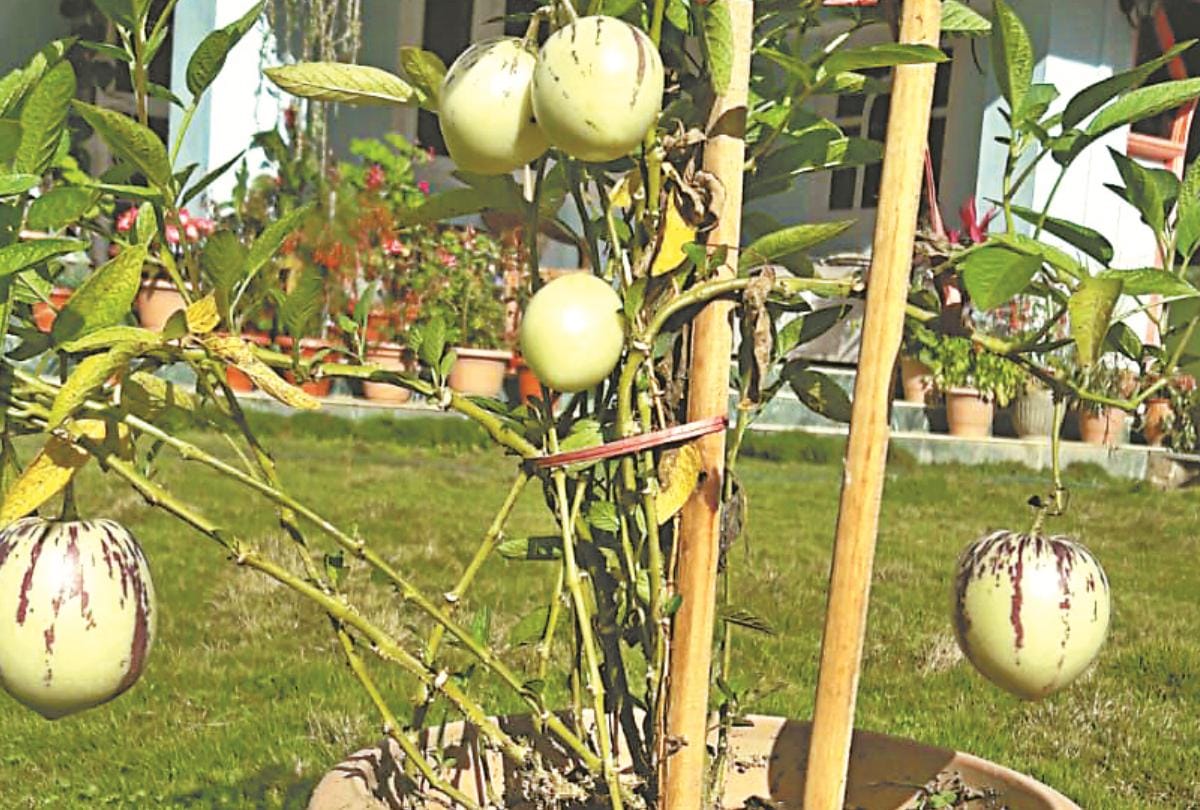 Minerals and vitamin C rich fruit Pepino production in Mandi Himachal Pradesh