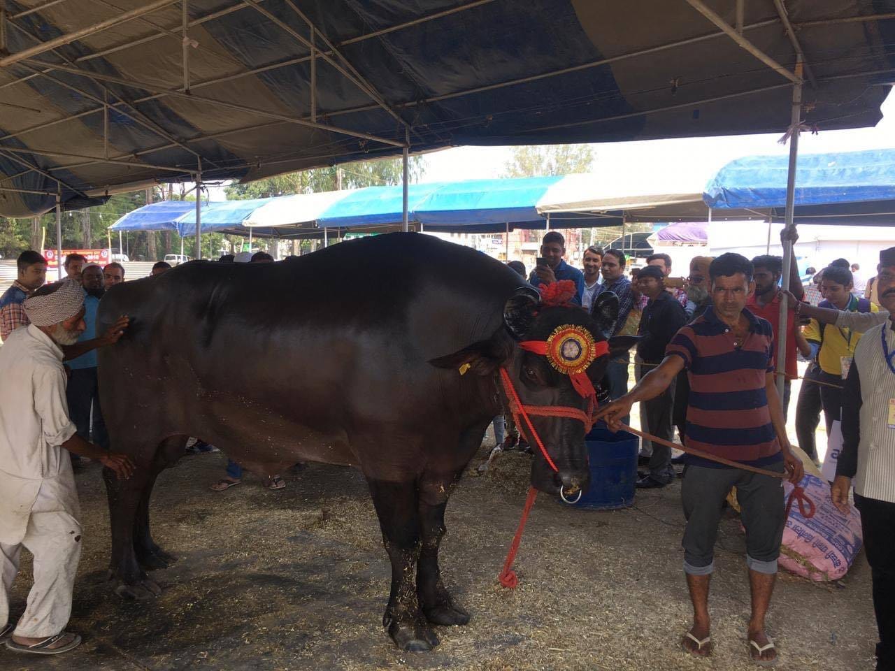 Alcohol drinker and international champion Buffalo exhibition in dehradun
