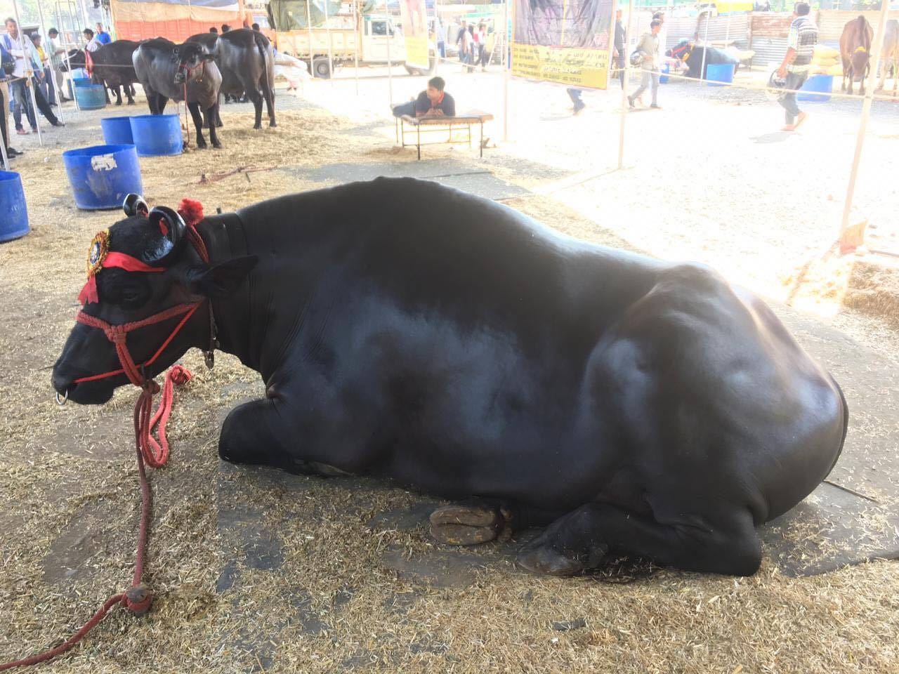 Alcohol drinker and international champion Buffalo exhibition in dehradun