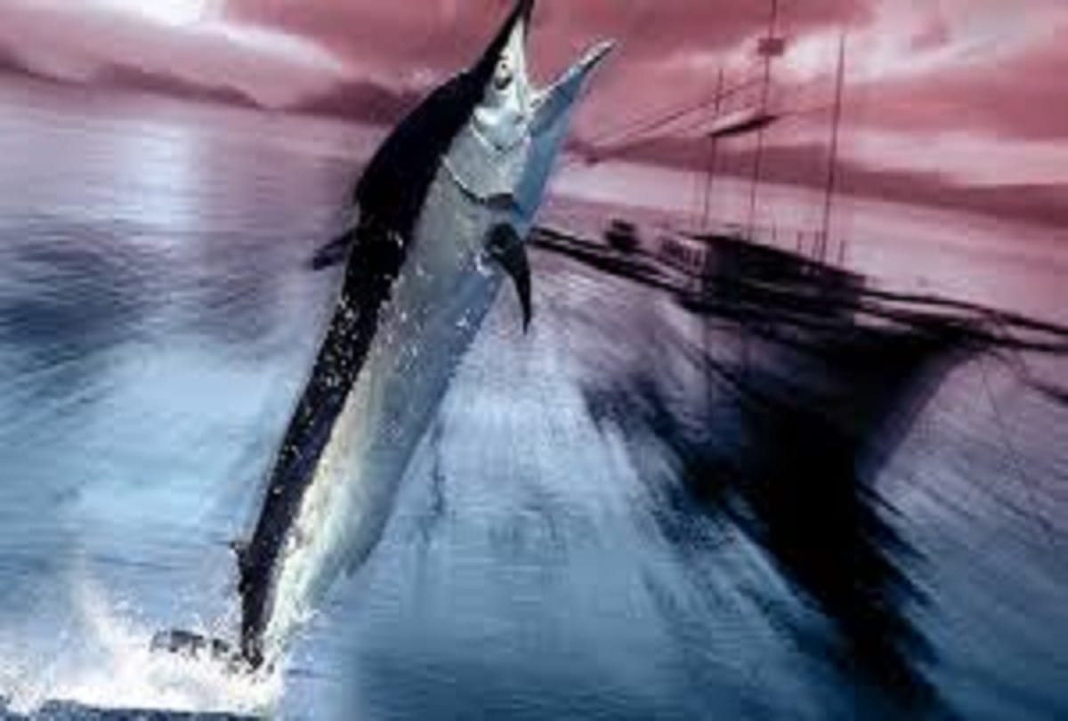 marlin fish did Boat puncture in the South China Sea, Five Filipino fishermen safe