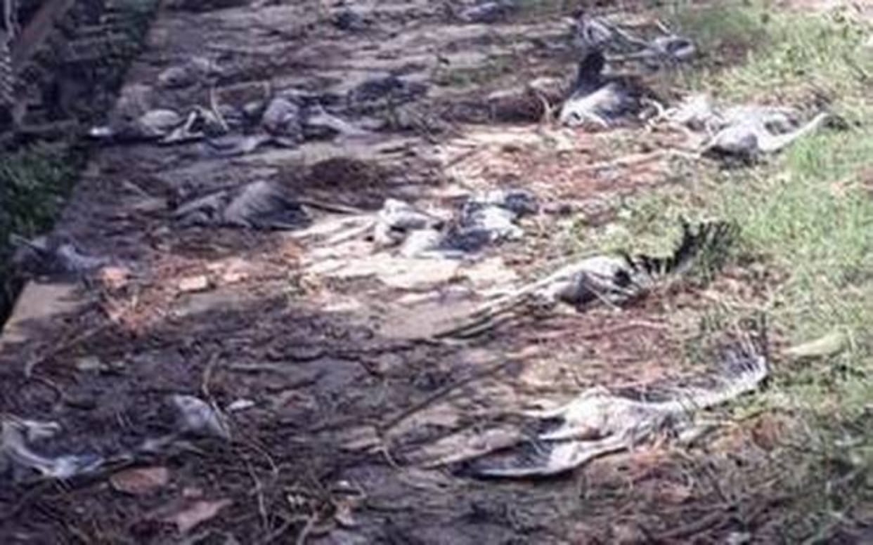 Thousands of birds die due to titli cyclone in Odisha