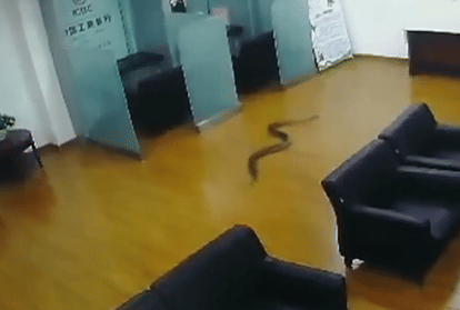 When the Out snake in bank area, Staff Fright