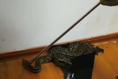 When the Out snake in bank area, Staff Fright