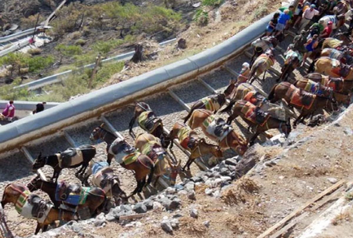 Greece bans overweight tourists from riding donkeys