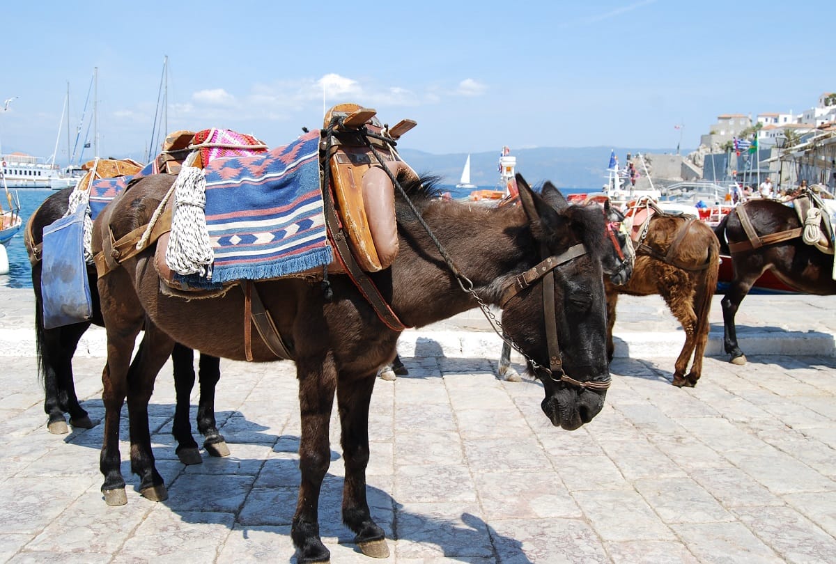 Greece bans overweight tourists from riding donkeys