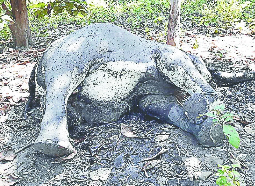La muerte de Hathni en el rango del bosque de Amangad