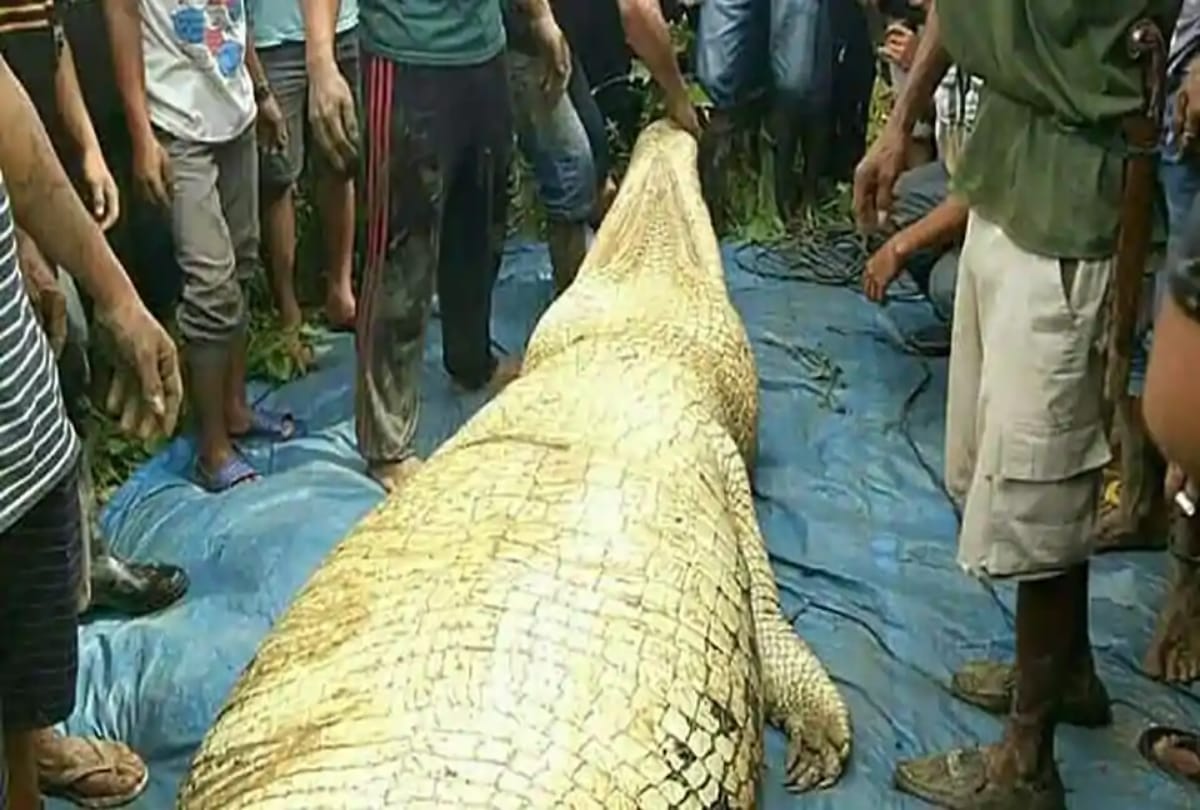 Man leg and arm found inside crocodie belly at Indonesia