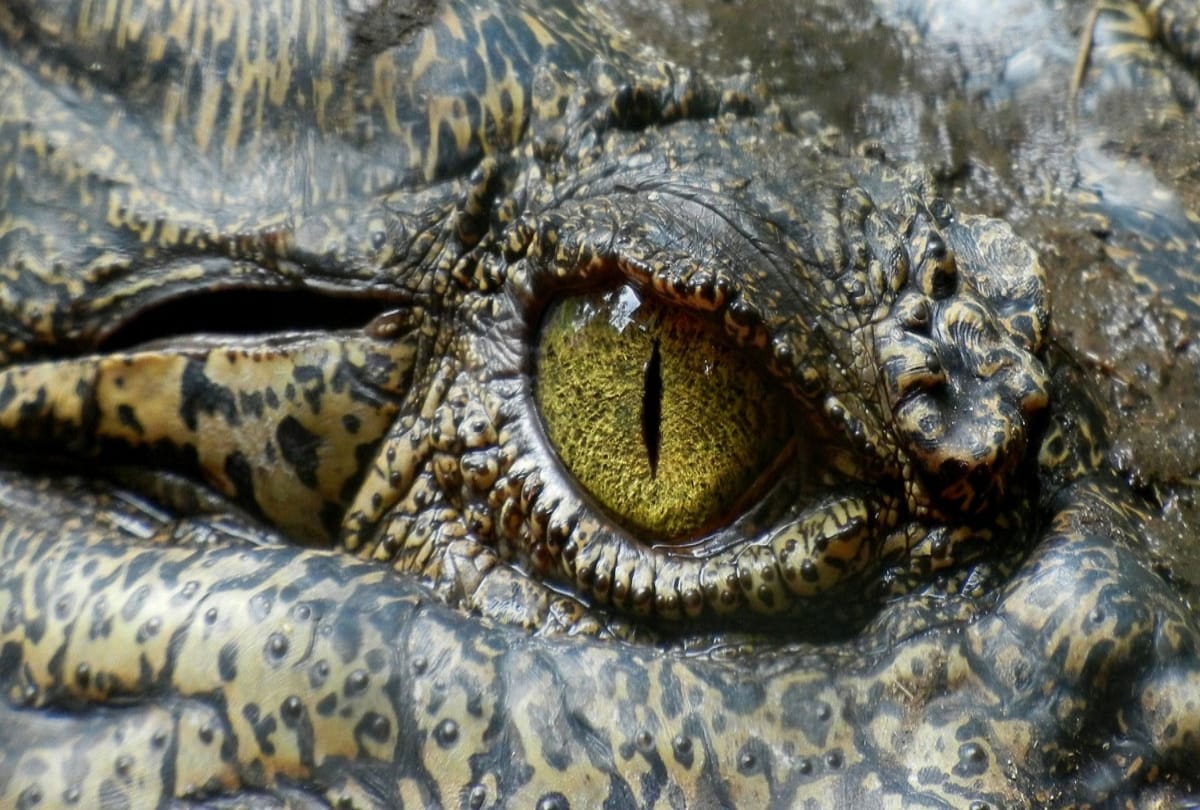True Friendship between Crocodile and a man from Goa