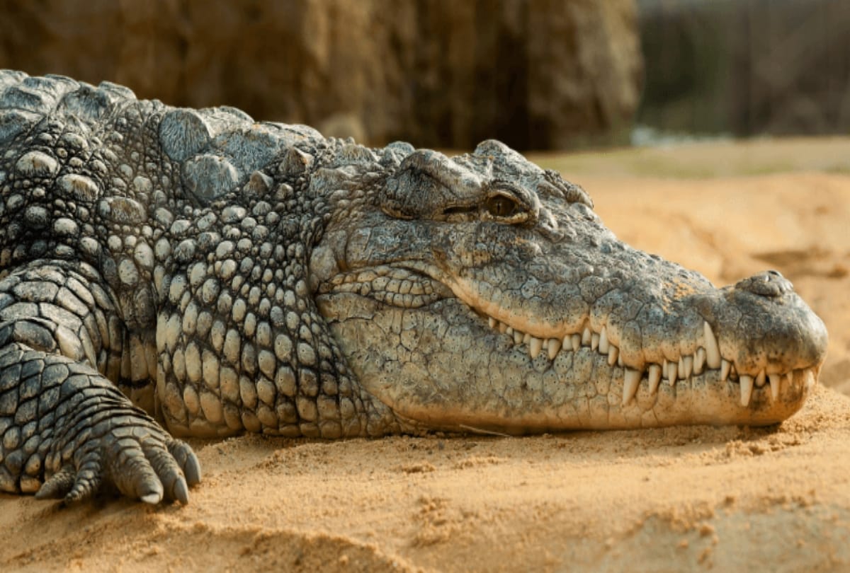 True Friendship between Crocodile and a man from Goa